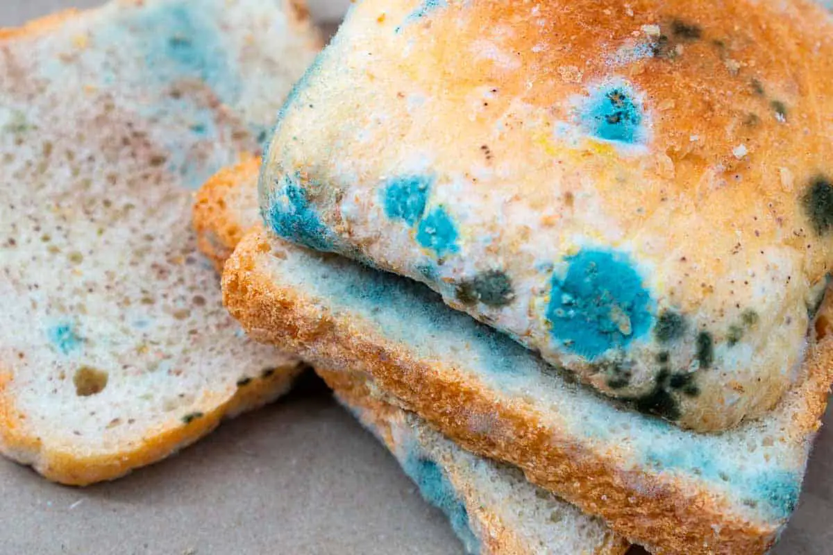 Bread with a lot of mold on it